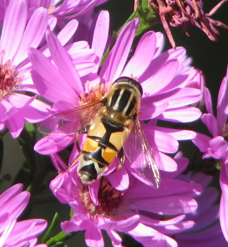 Altro sirfide?  Helophilus trivittatus